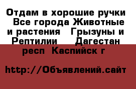 Отдам в хорошие ручки - Все города Животные и растения » Грызуны и Рептилии   . Дагестан респ.,Каспийск г.